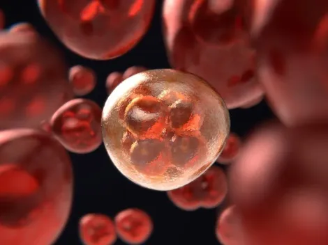 Cura para o câncer? Estudo de São Paulo indica caminho para combater doença