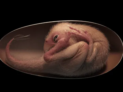 Embrião de dinossauro "extremamente preservado" é encontrado em ovo fossilizado