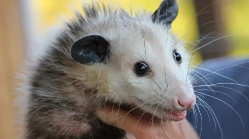 Gambá virou animal de estimação para família, em Maringá (PA)