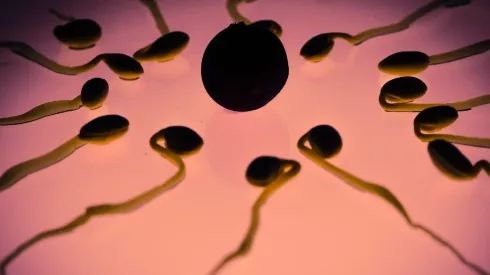 Mulher vende óvulos para conseguir liquidar dívidas com a faculdade. Imagem: Pixabay.