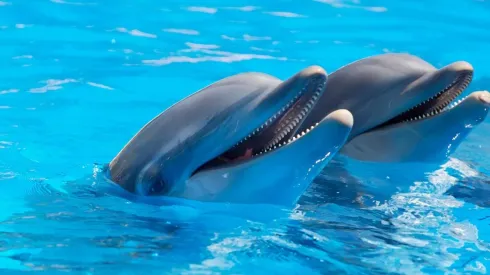 Foto: Pixabay - Golfinhos.