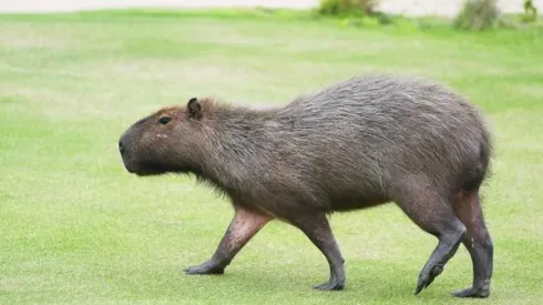 Capivaras foram vistas em parque no Paraná