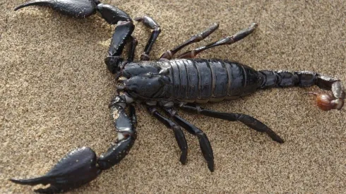 Foto: Pixabay - Um escorpião.