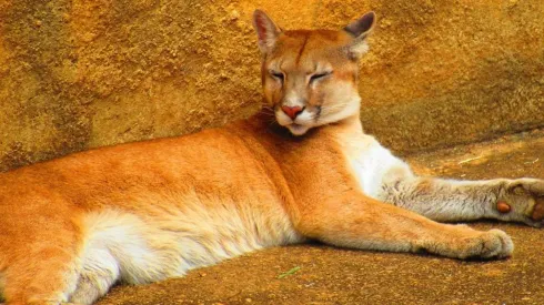 Onça-parda foi solta no Parque Gandarela, em Minas Gerais