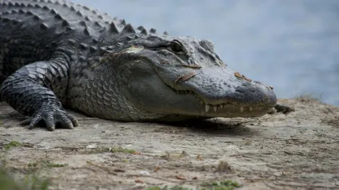 Moradores encontram jacaré 250 kg na piscina de casa. Foto: Pixabay.