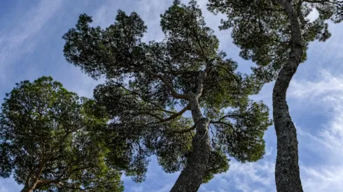 Foto: Octavio Passos/Getty Images