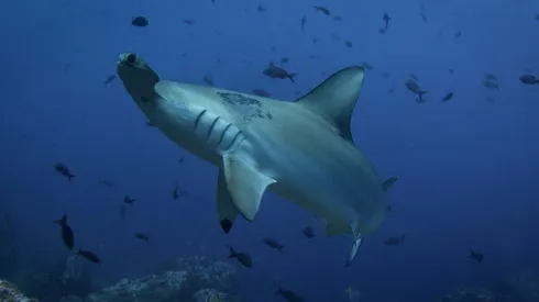 Foto: Pixabay - Tubarão-martelo.