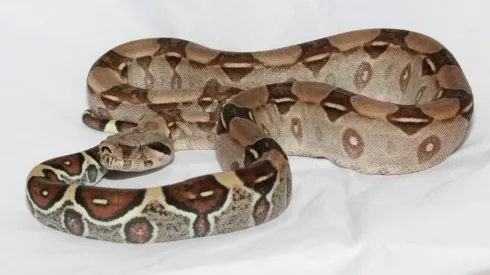 Foto: Pixabay - jiboia.