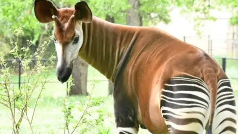 Reprodução/Facebook oficial do Oklahoma City Zoo and Botanical Garden - Um Ocapi.