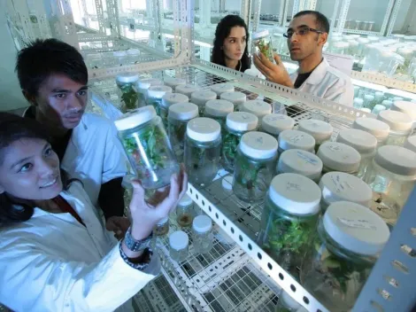 Cientistas conseguem cultivar plantas em solo lunar pela 1ª vez, diz site