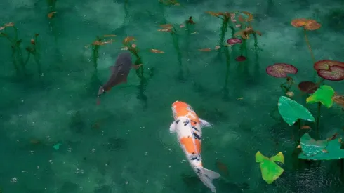 Espécie de peixe raro foi encontrado na Rússia