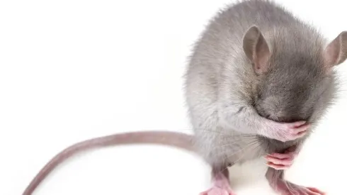 Equipe estudava o potencial de vírus zoonóticos nos roedores da cidade