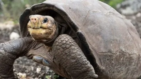 Reprodução/Instagram oficial do Galapgaosconservancy - Fernanda.