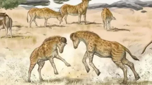 Animal também faz parte da classificação dos girafoides. Foto: Reprodução/Wang et al., Science