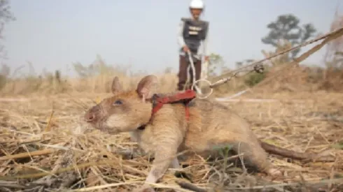 Foto: Site oficial da APOPO - Um roedor em treinamento.