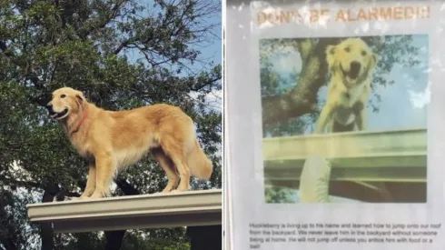 Huckleberry costuma ficar em cima do telhado da casa de seus tutores