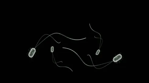 Imagem: Reprodução/Pixabay