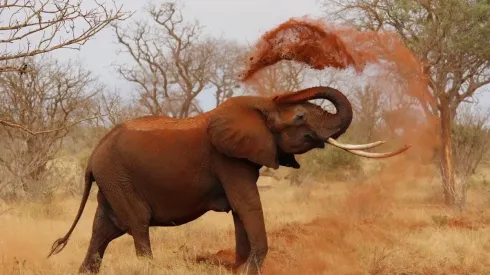 Elefantes estariam fazendo vingança. Foto: Reprodução/Pixabay