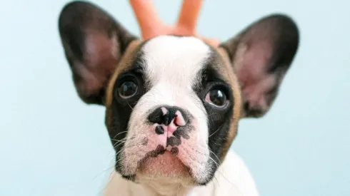 Empresas aderem a “Licença PETernidade” para pais de pets receberem folgas