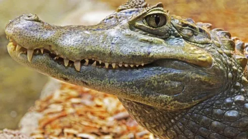 Foto: Pixabay - Um jacaré.