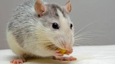 Imagem: Reprodução/Pixabay