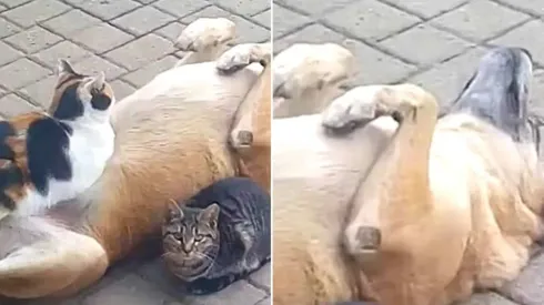 Relação dos animais viralizou nas redes sociais
