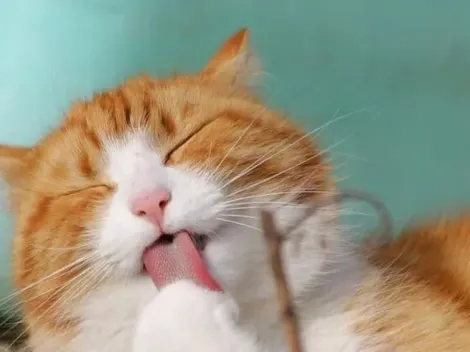 Gato desaparece e tutora “adotiva” descobre que o animal tem duas famílias