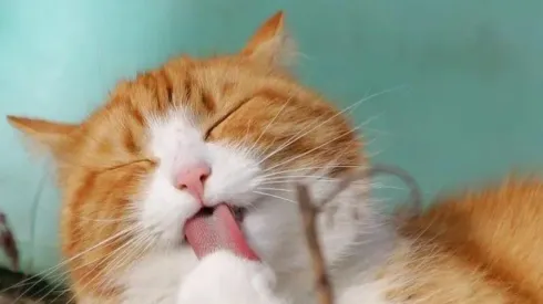 Reprodução/Pixabay