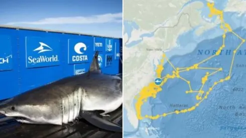 Tubarão-branco formou um desenho em seu caminho acompanhado por GPS