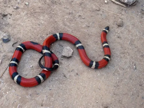 Brasileira recebe encomenda com cobra presa à embalagem e desabafa