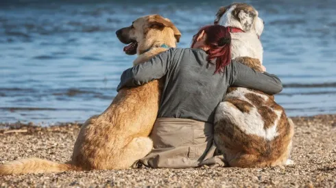 Cães são capazes de identificar o estresse do dono pelo cheiro com precisão de 93,7%, revela estudo. Foto: Pixabay.