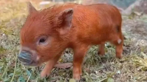 Foto: Instituto TauPet