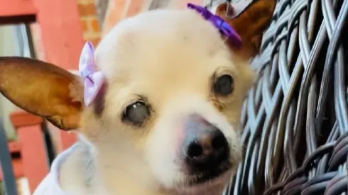 Pebbles roi reconhecida como o cachorro mais velho do mundo em maio