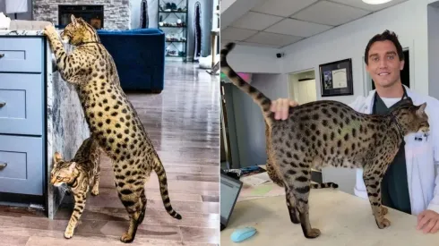 Imagens: Reprodução/Instagram oficial do