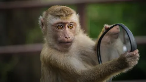 Macaco é flagrado após invadir escola, revirar secretaria e levar comida. Imagem: Pixabay.