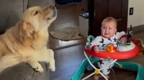 Golden retriever viralizou nas redes sociais após ser flagrada uivando para acalmar bebê