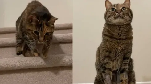 Posey faz grande sucesso nas redes sociais pela forma incomum de descer escadas