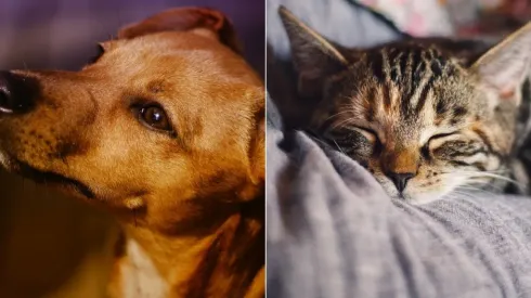 Imagem: Reprodução/Pixabay