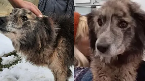 O cachorro chamado Rem agradeceu a mulher que o libertou das correntes que o prenderam por anos