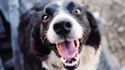 As maneiras que os cachorros usam para se comunicar com seus donos