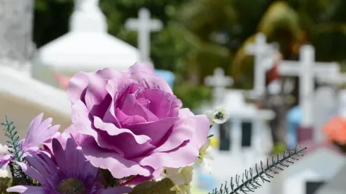 Nova York aprova compostagem com restos humanos para transformação em adubo. Imagem: Pixabay.