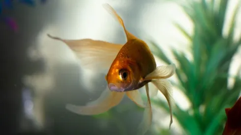 Descoberta espécie de peixe que nasce macho e se transforma em fêmea