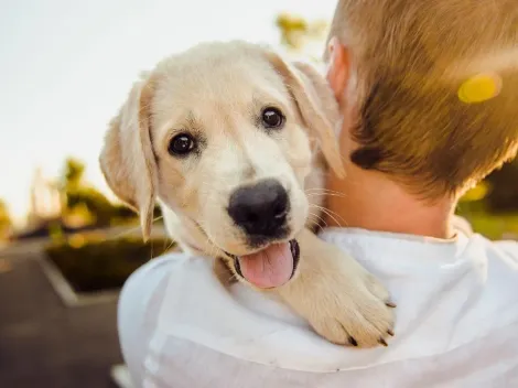 Estudo de cientistas aponta cachorro mais inteligente do mundo