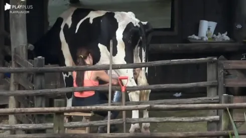 Jaqueline Grohalski cuidando da vaca em A Fazenda – Foto: Reprodução/Record TV

