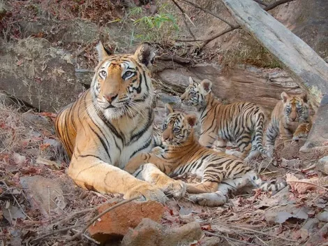 Disney+: Documentário especial sobre a vida de uma tigresa e filhotes será lançado na próxima segunda