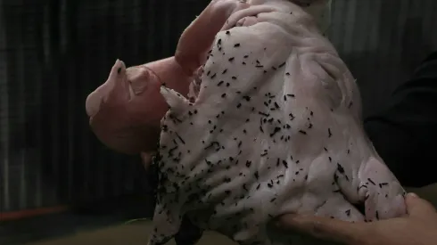 Corinthians pode ser prejudicado por conta da cabeça de porco.