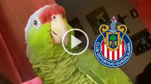 Mayo se convirtió de inmediato en una celebridad chivahermana en redes sociales