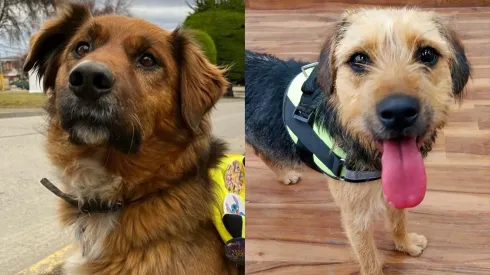 Brownie Boric y Bigotes de Gran Hermano.