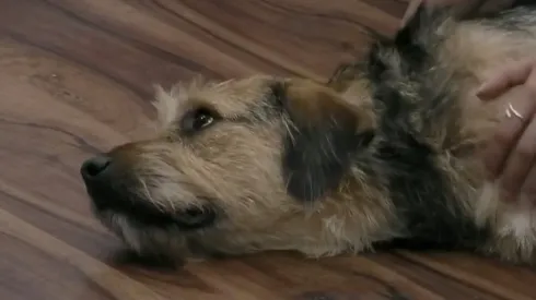 Bigote en Gran Hermano.