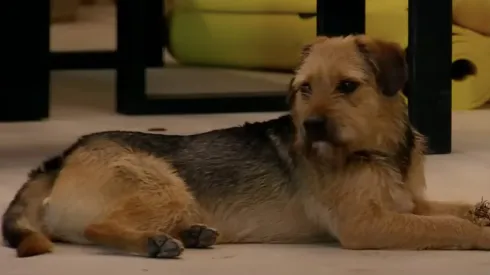 Bigote en Gran Hermano.